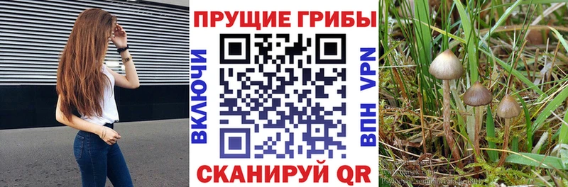 цены наркотик  Пушкино  Галлюциногенные грибы MAGIC MUSHROOMS 